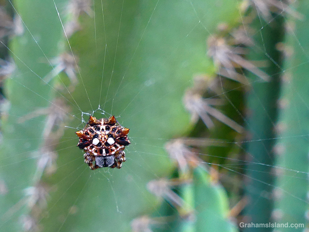 An Asian Spiny-backed orb weaver spider in Hawaii