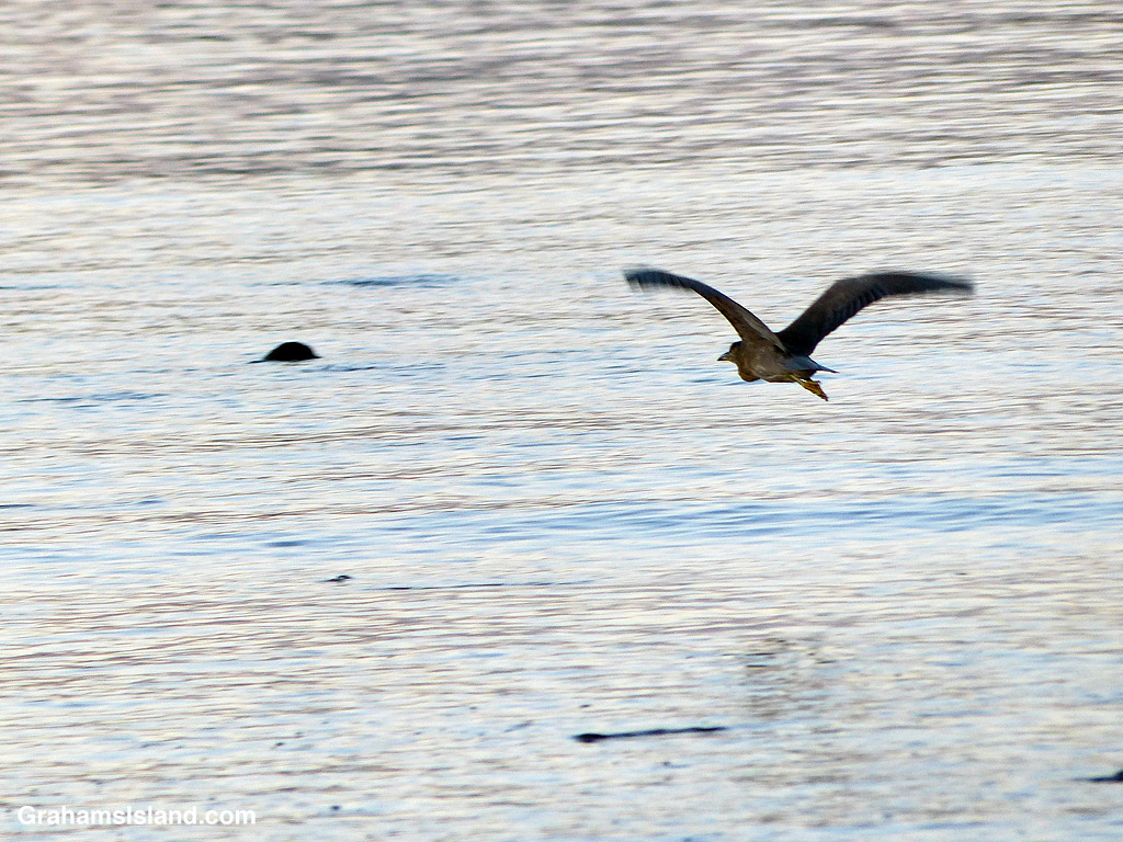 A Black-crowned Night Heron flies over calm water in Hawaii