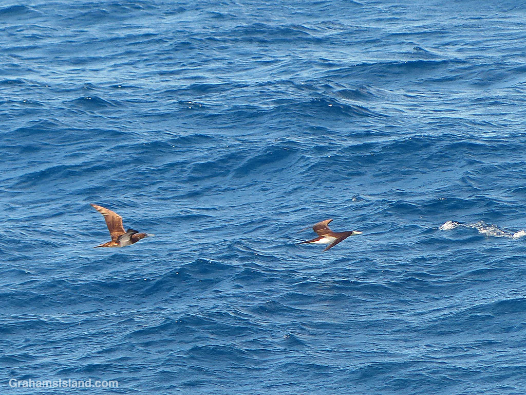 A pair of Brown Boobies fly over the ocean in Hawaii