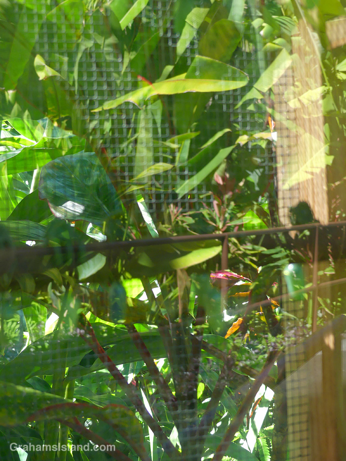 A photo of the butterfly hut at Hawaii Tropical Botanical Garden