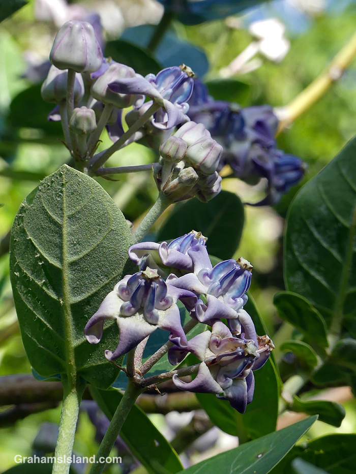 Purple Crown Flowers in Hawaii