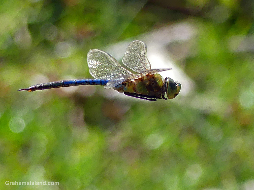 A Green Darner Dragonfly in Hawaii