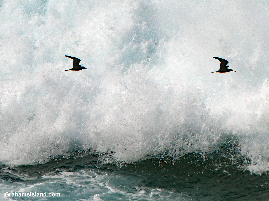 A pair of Hawaiian Noddy's fly over the surf in Hawaii