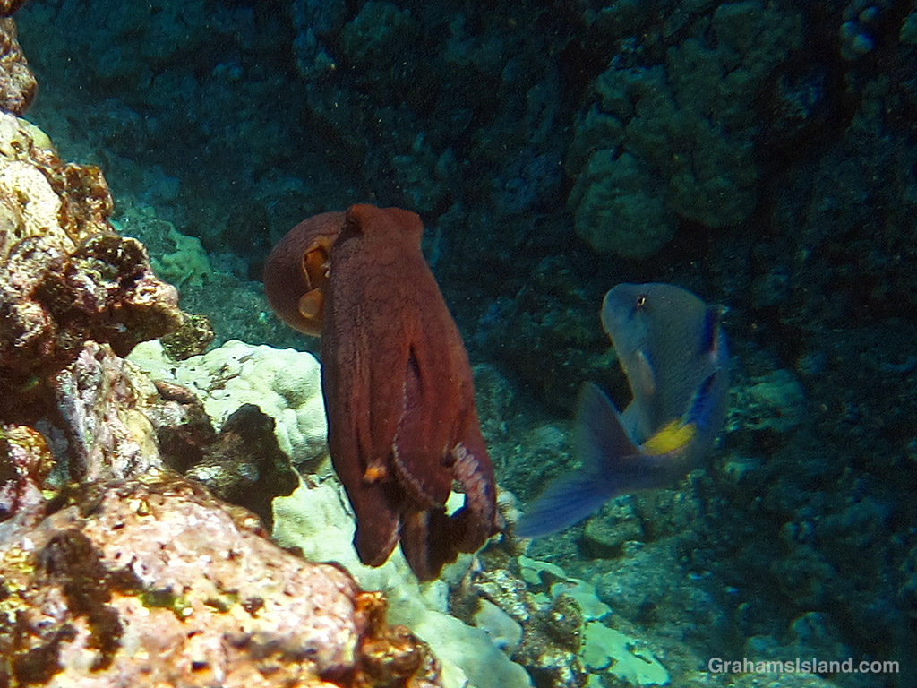 A Blue Goatfish and a Pacific Day Octopus in the waters off Hawaii