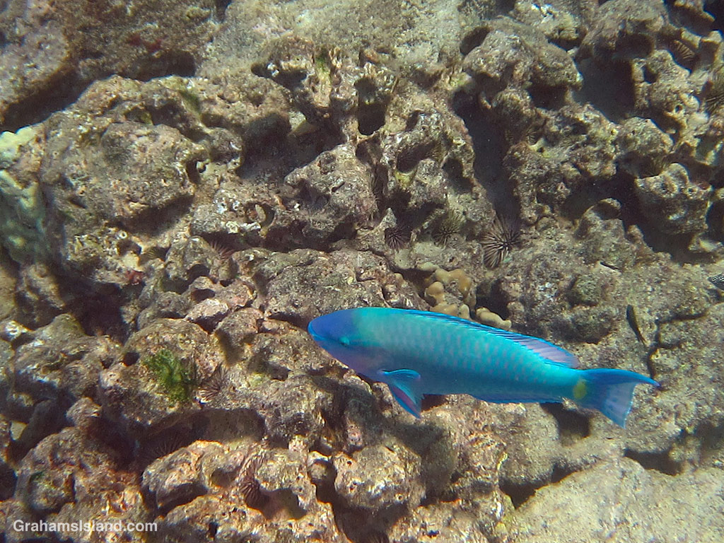 A Palenose Parrotfish in the waters off Hawaii