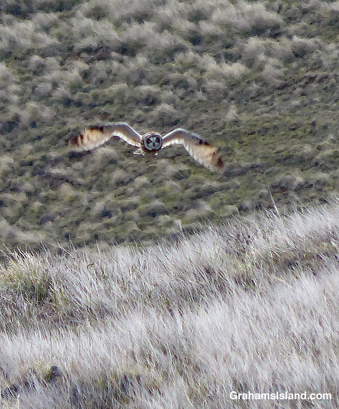 A pueo (Hawaiian short-eared owl) flies in Hawaii