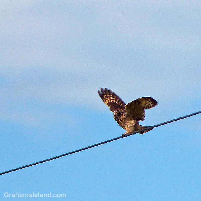 A pueo (Hawaiian short-eared owl) lands on a wire in Hawaii