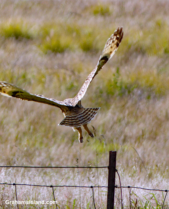 A pueo (Hawaiian short-eared owl) takes off in Hawaii