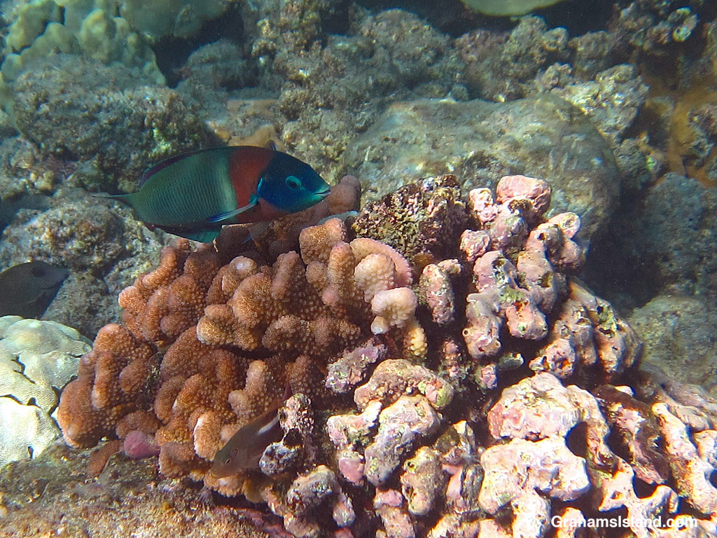 A saddle wrasse and Arc-eye hawkfish in the waters off Hawaii