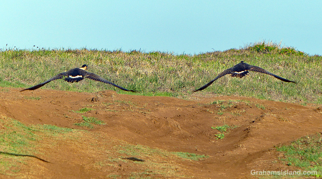 A pair of Nenes fly low in Hawaii