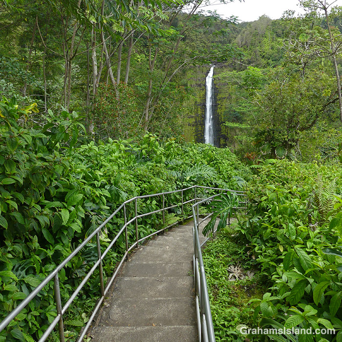 The trail to Akaka Falls on the Big Island of Hawaii