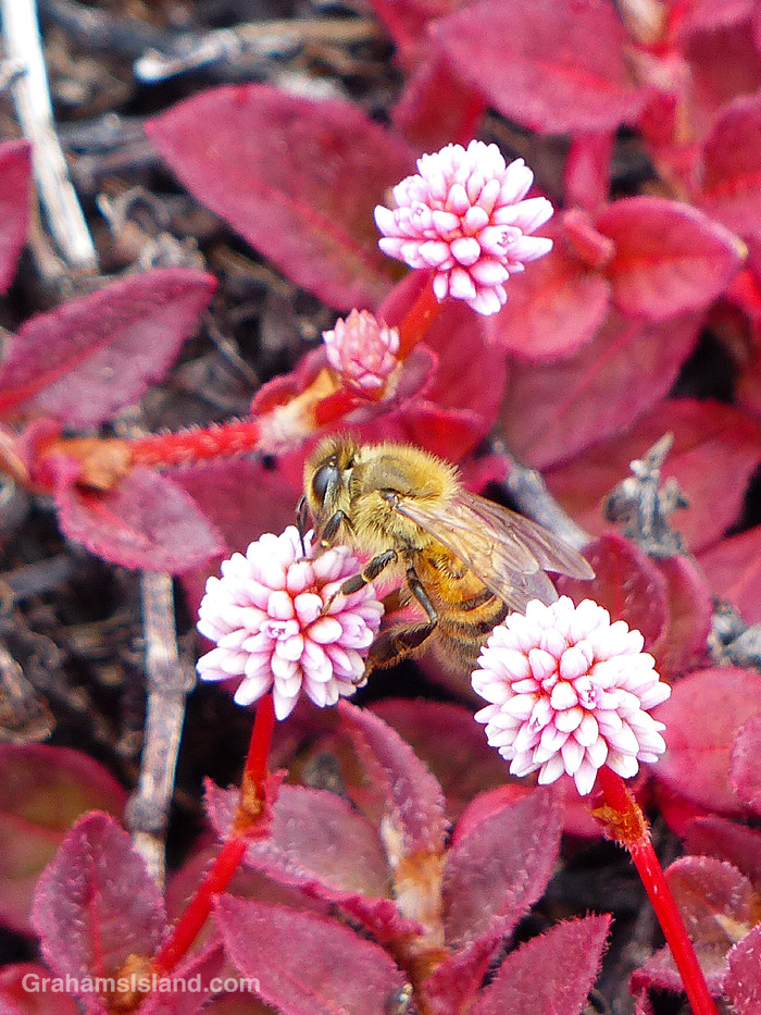 A Bee on pinkhead smartweed in Hawaii