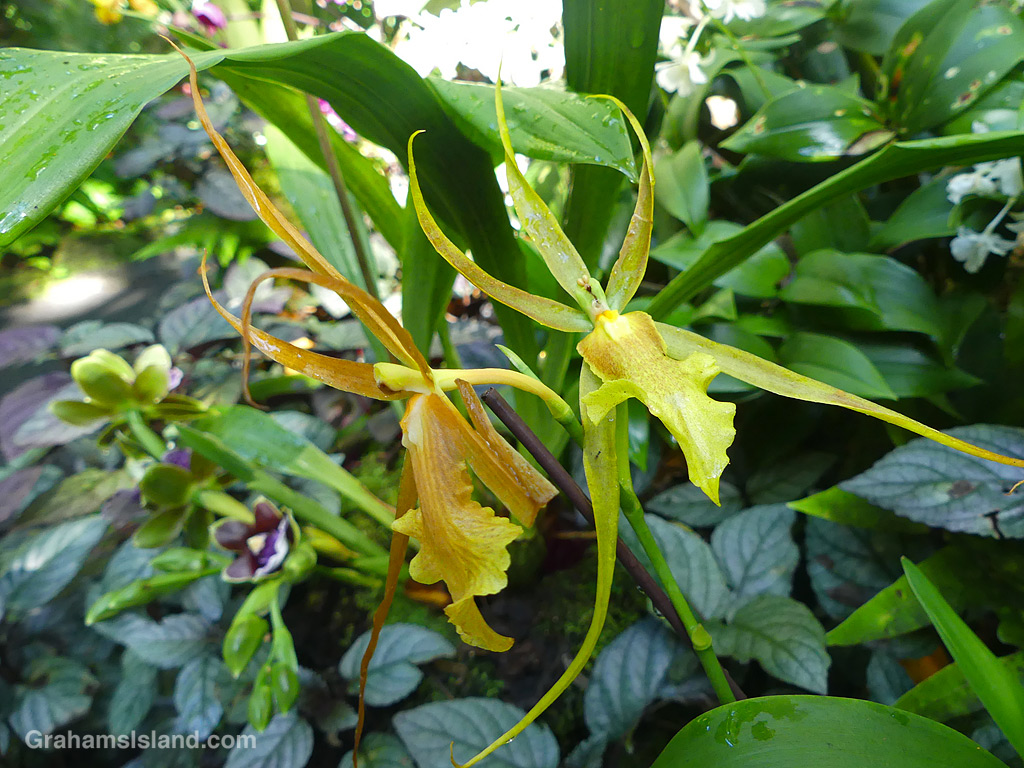 A Brascidosdeli Tower of Rex orchid in Hawaii