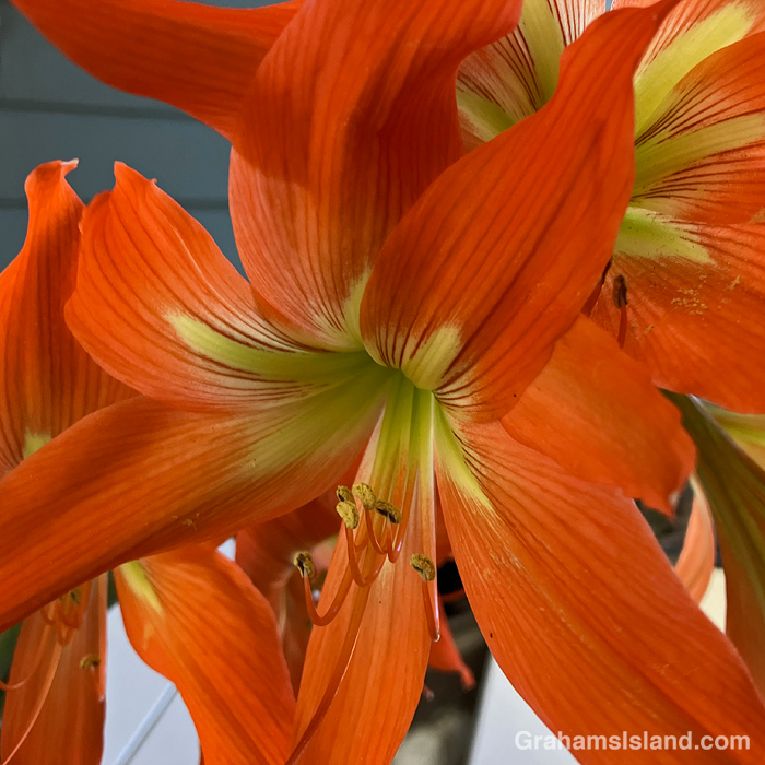 A Day Lily in Hawaii