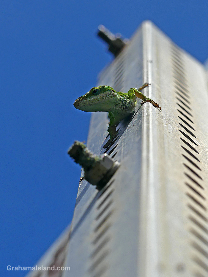 A Green Anole in Hawi, Hawaii