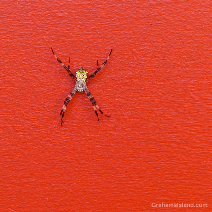 An Hawaiian Garden Spider on red door in Hawi, Hawaii