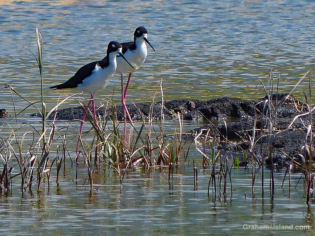 Hawaiian Stilts in Hawaii