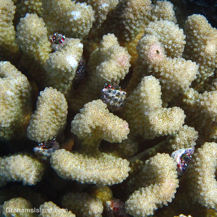 Isabelle's Hermit Crabs in a head of coral in the waters off Hawaii