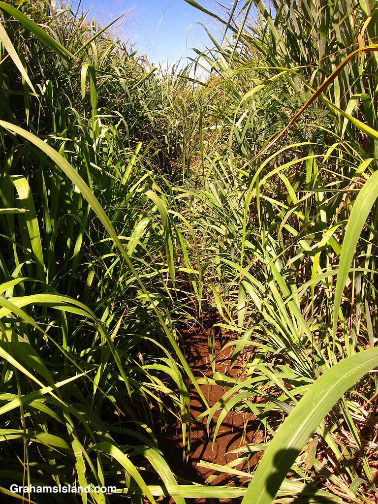 The Ka'awaloa Trail on the Big Island of Hawaii