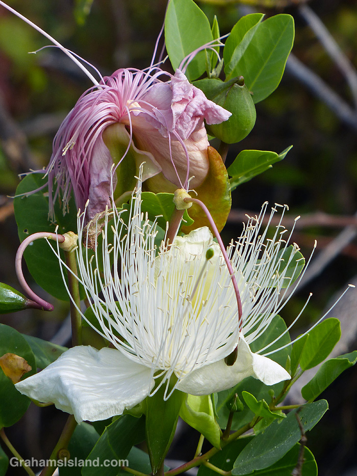 Maiapilo flowers in Hawaii