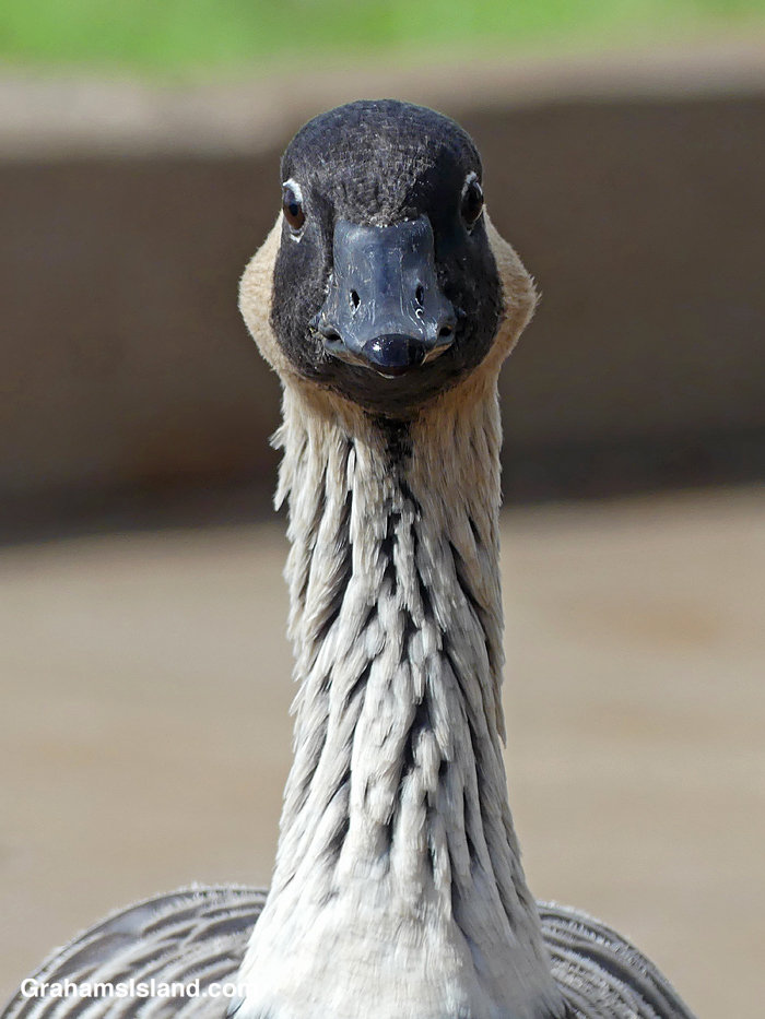 A Nene stares in Hawaii