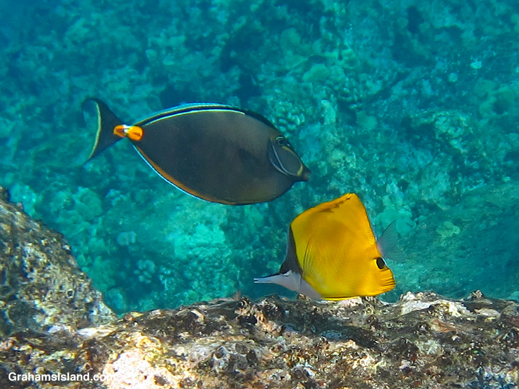 An Orangespine Unicornfish and Common Longnose Butterflyfish in Hawaii