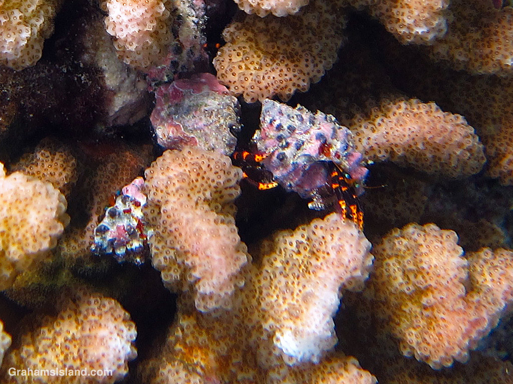 Painted Hermit Crabs in a head of coral in Hawaii