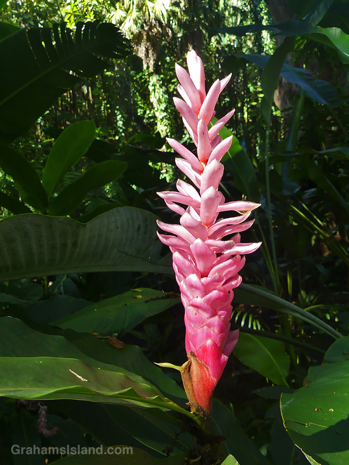A Pink Ginger in Hawaii