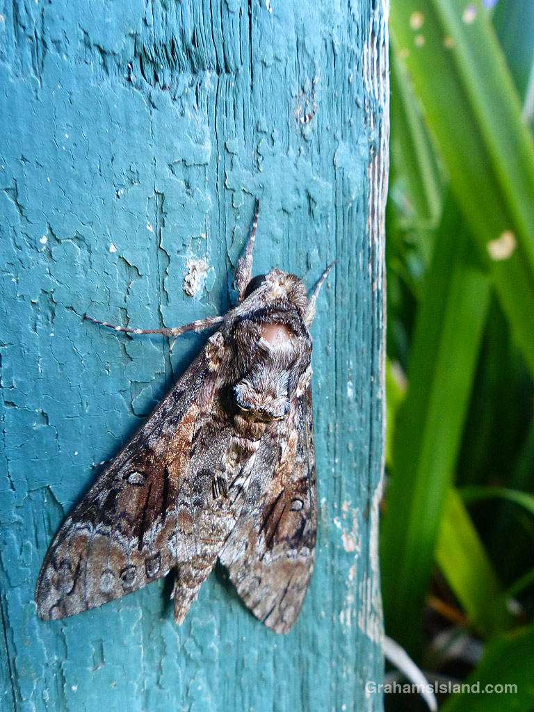 A Pink-Spotted Hawkmoth in Hawaii