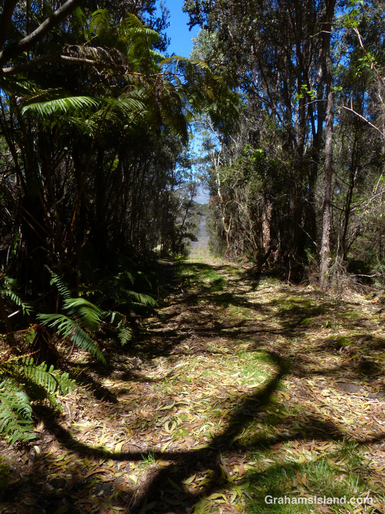 The Powerline Trail on the Big Island of Hawaii