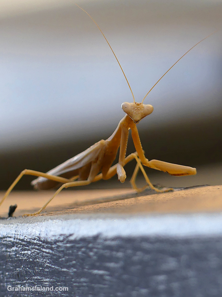 A Praying Mantis in Hawaii