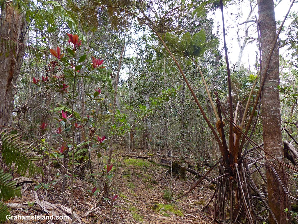 The Pu'u O'o Trail on the Big Island of Hawaii