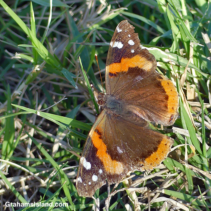 A Red Admiral Butterfly in Hawi, Hawaii