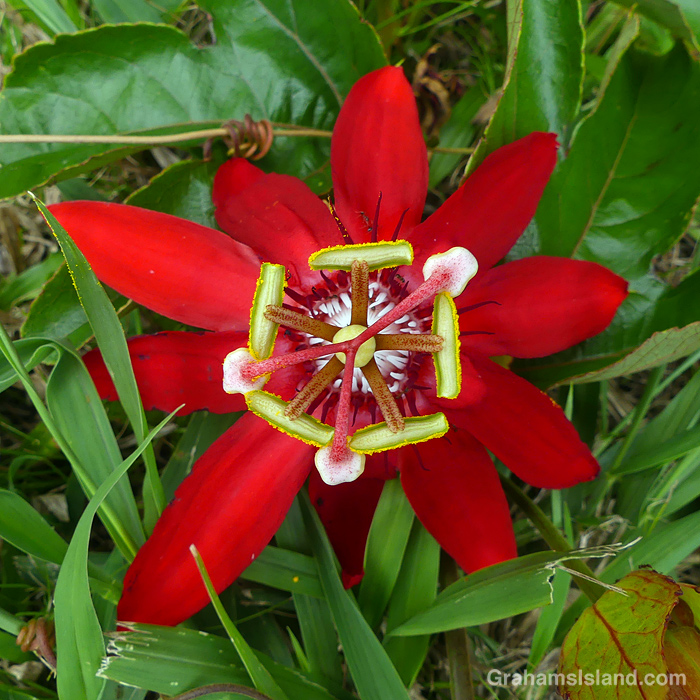 A red passion flower in Hawi, Hawaii