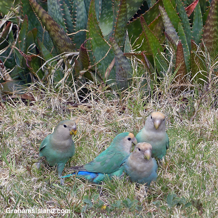 Rosy-faced Lovebirds in Hawaii