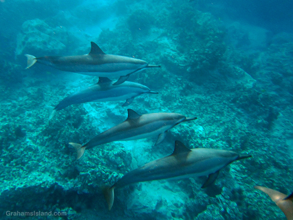 Spinner Dolphins in the waters off Hawaii