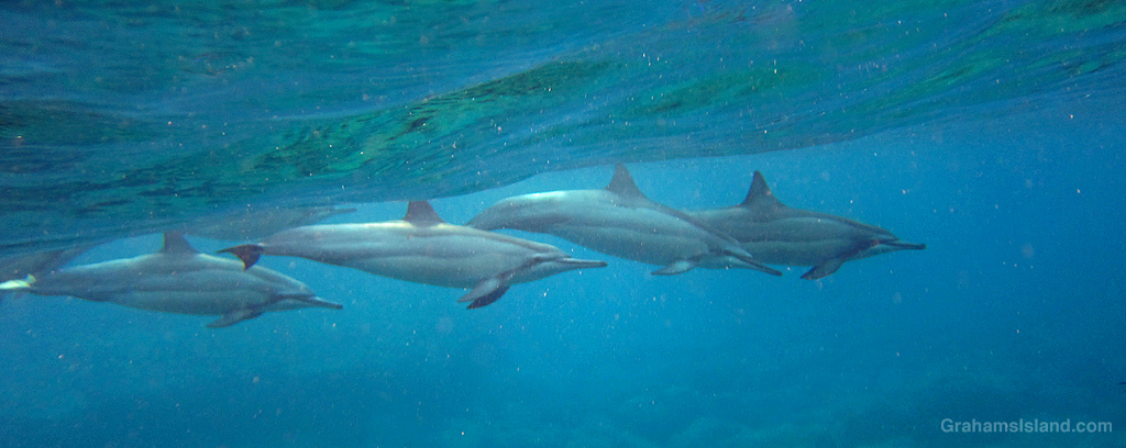 Spinner Dolphins in the waters off Hawaii