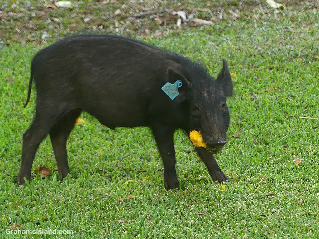 A wild pig tackles a mango in Hawaii