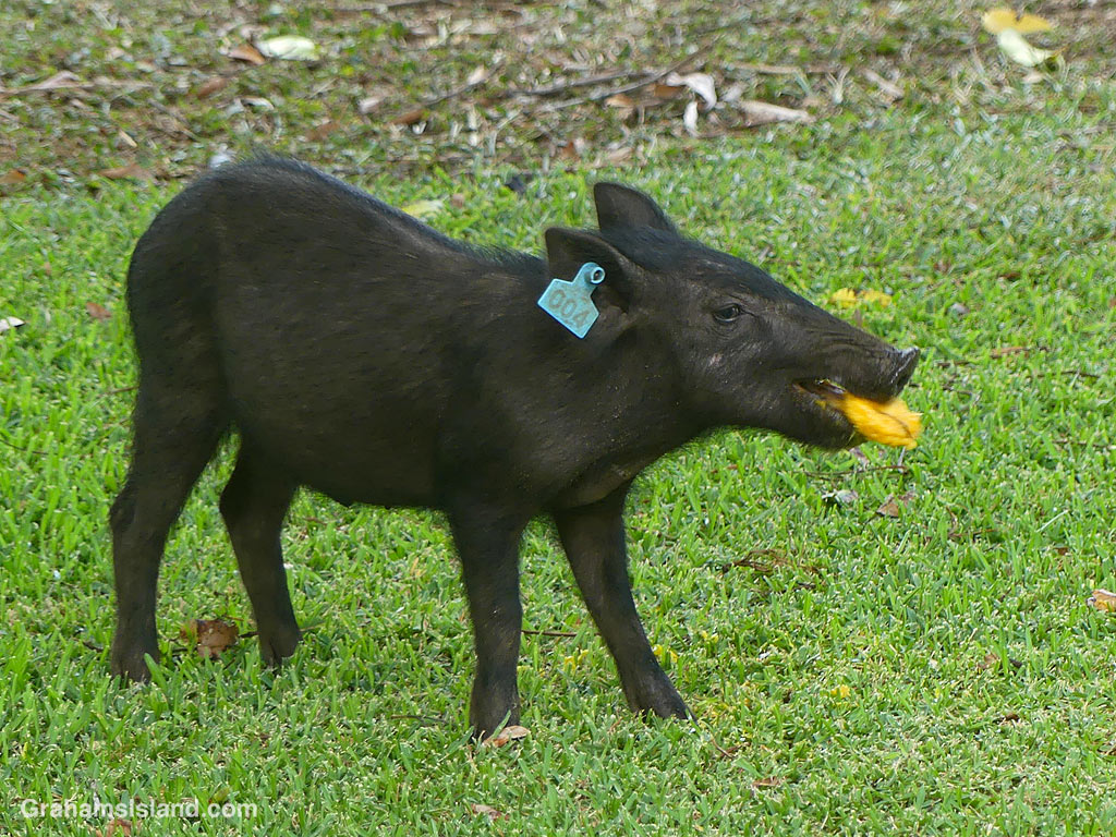 A wild pig tackles a mango in Hawaii