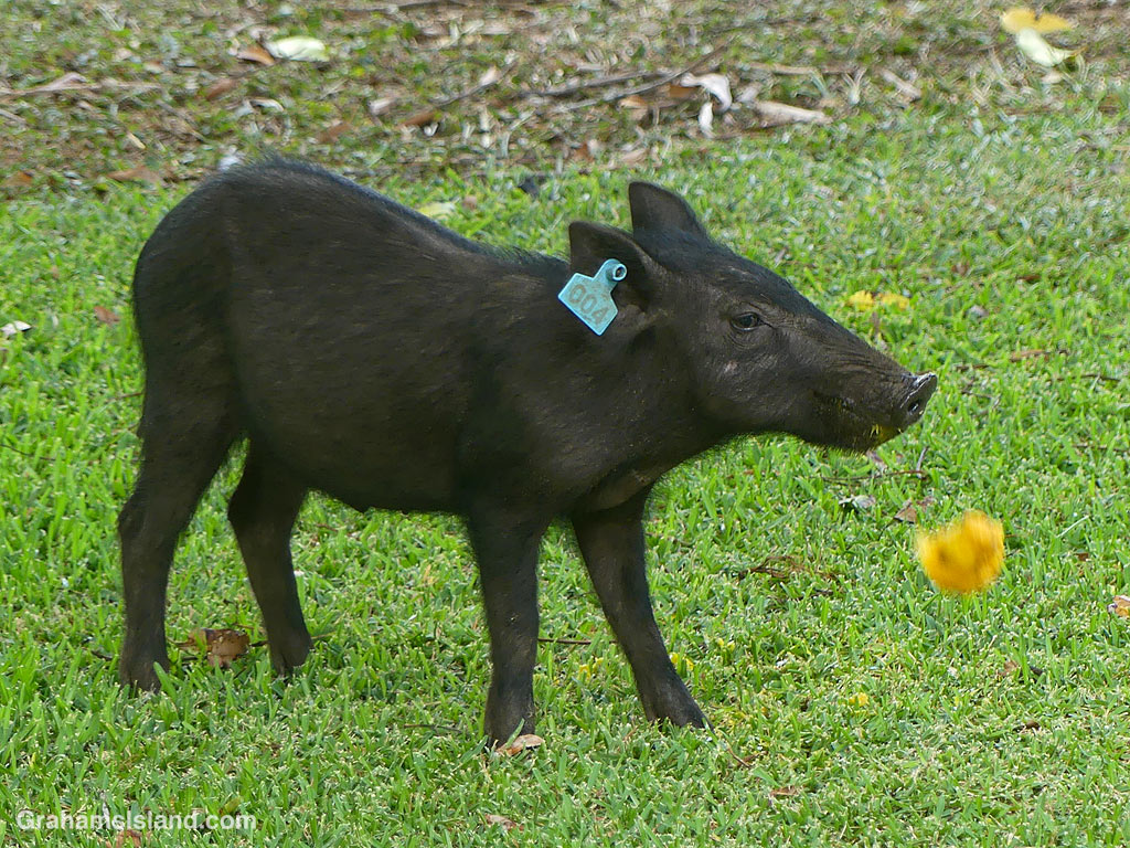 A wild pig tackles a mango in Hawaii