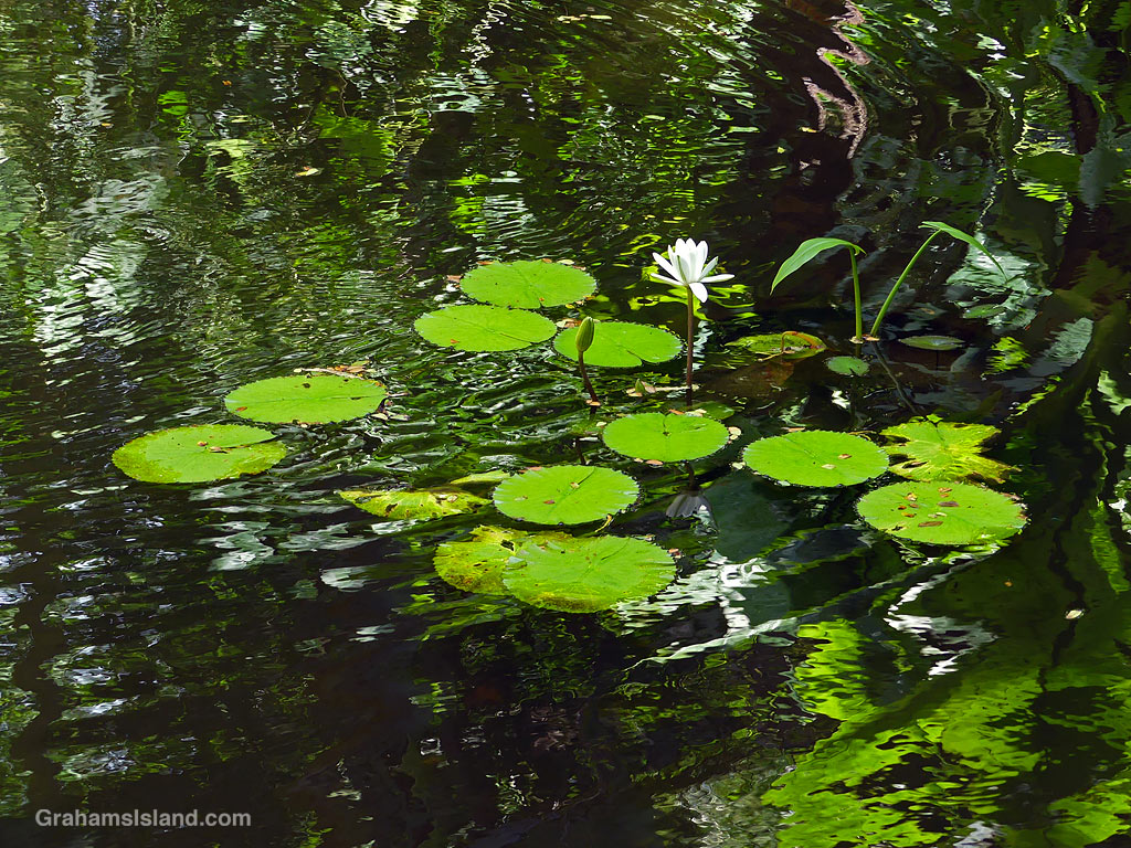 A water lily at Hawaii Tropical Botanical Gardens