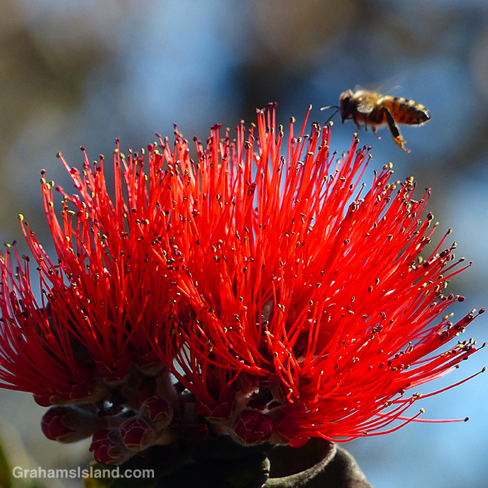A bee flies to an ohia lehua flower in Hawaii.
