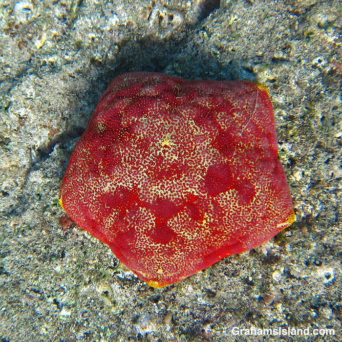 A Cushion Star in the waters off Hawaii.
