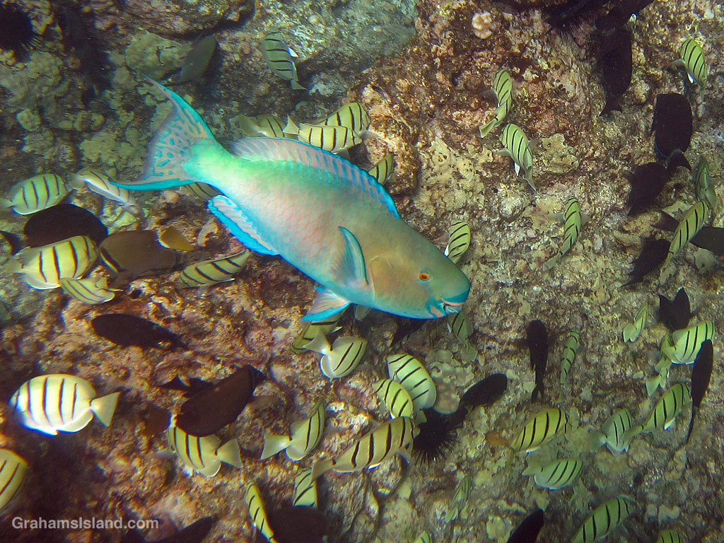 An Ember Parrotfish in the waters off Hawaii.