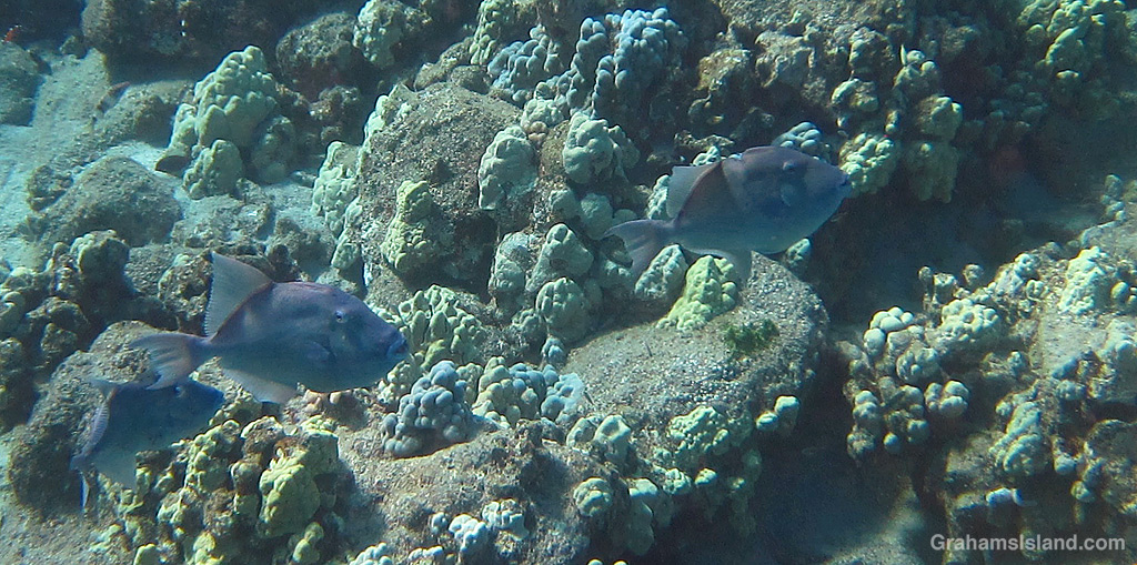 Finescale Triggerfish in the waters off Hawaii.