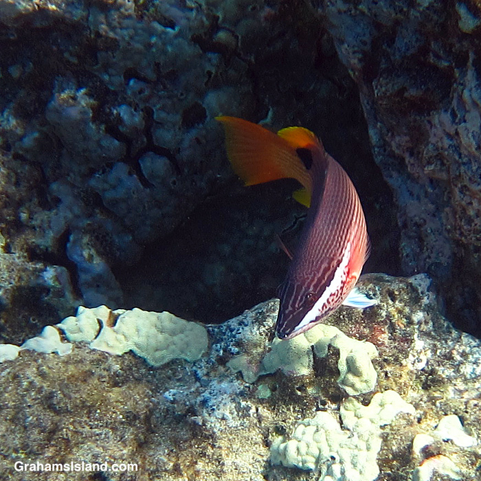 Graham's Island | Life on the Big Island of Hawaii