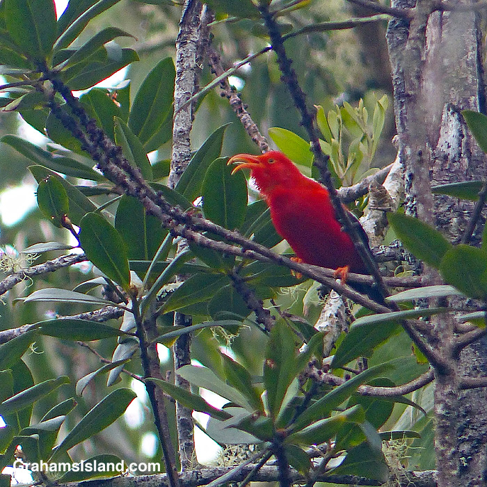 An endemic I'iwi bird in Hawaii