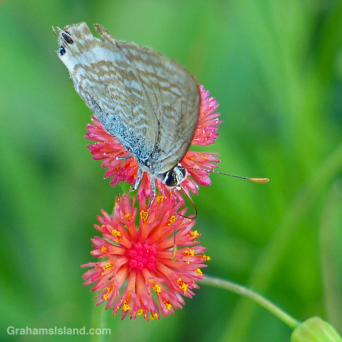 A Long-tailed blue butterfly on a tasselflower in Hawaii