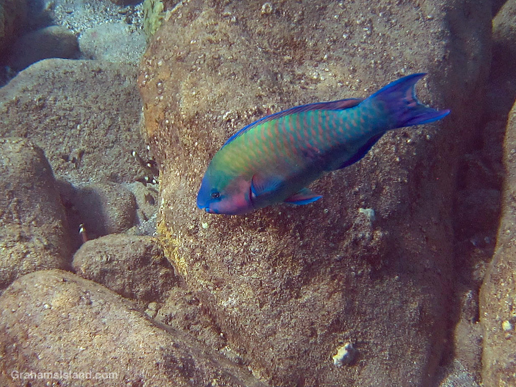 A Palenose Parrotfish in the waters off Hawaii.