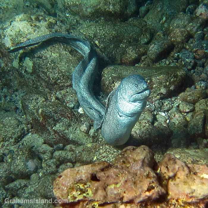 A Peppered Moray Eel in the waters off Hawaii.